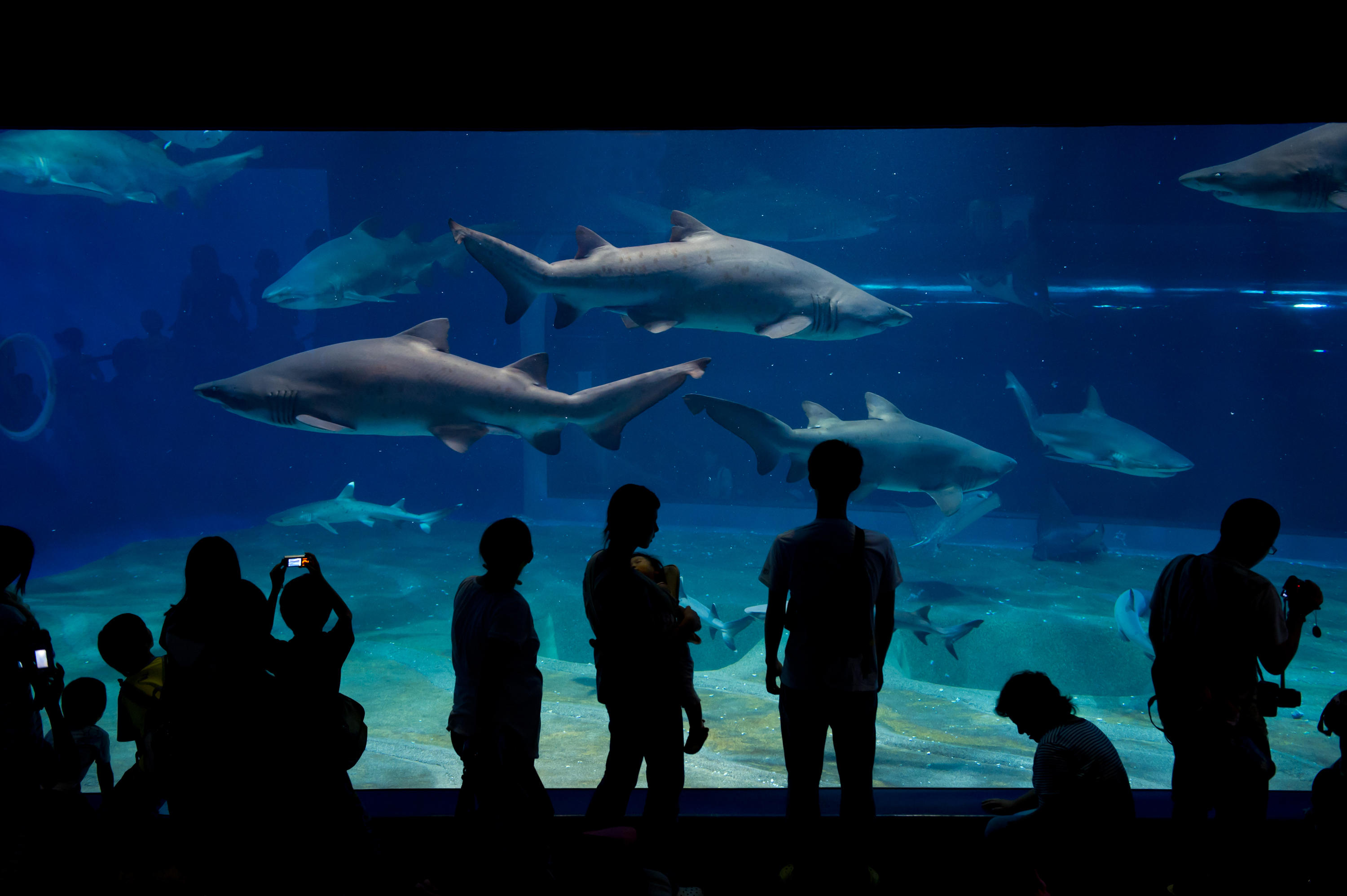 商船三井フェリー アクアワールド茨城県大洗水族館 茨城県東茨城郡大洗町